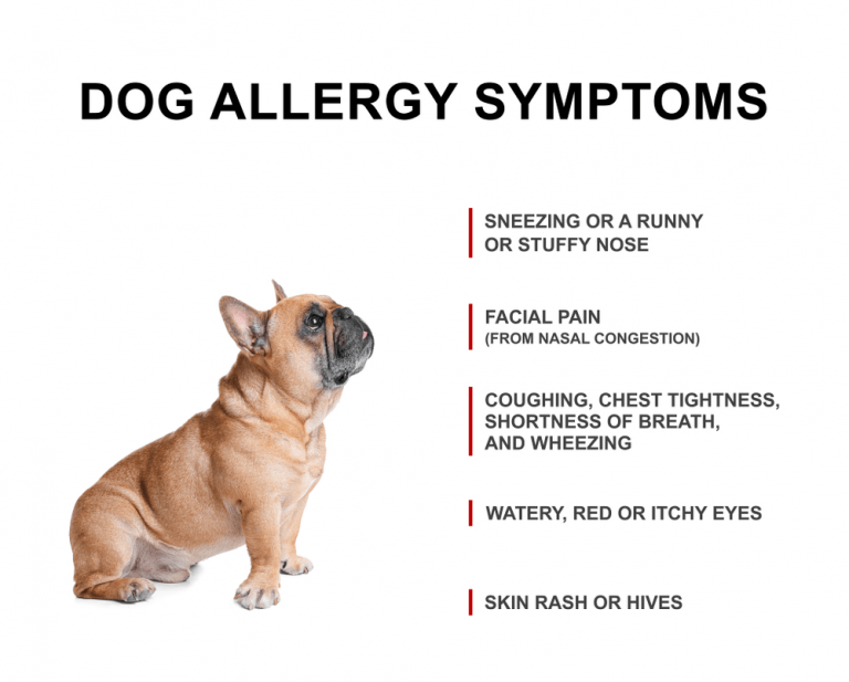 Apoquel for Dogs | Allergic Skin in dogs, causes & treatment