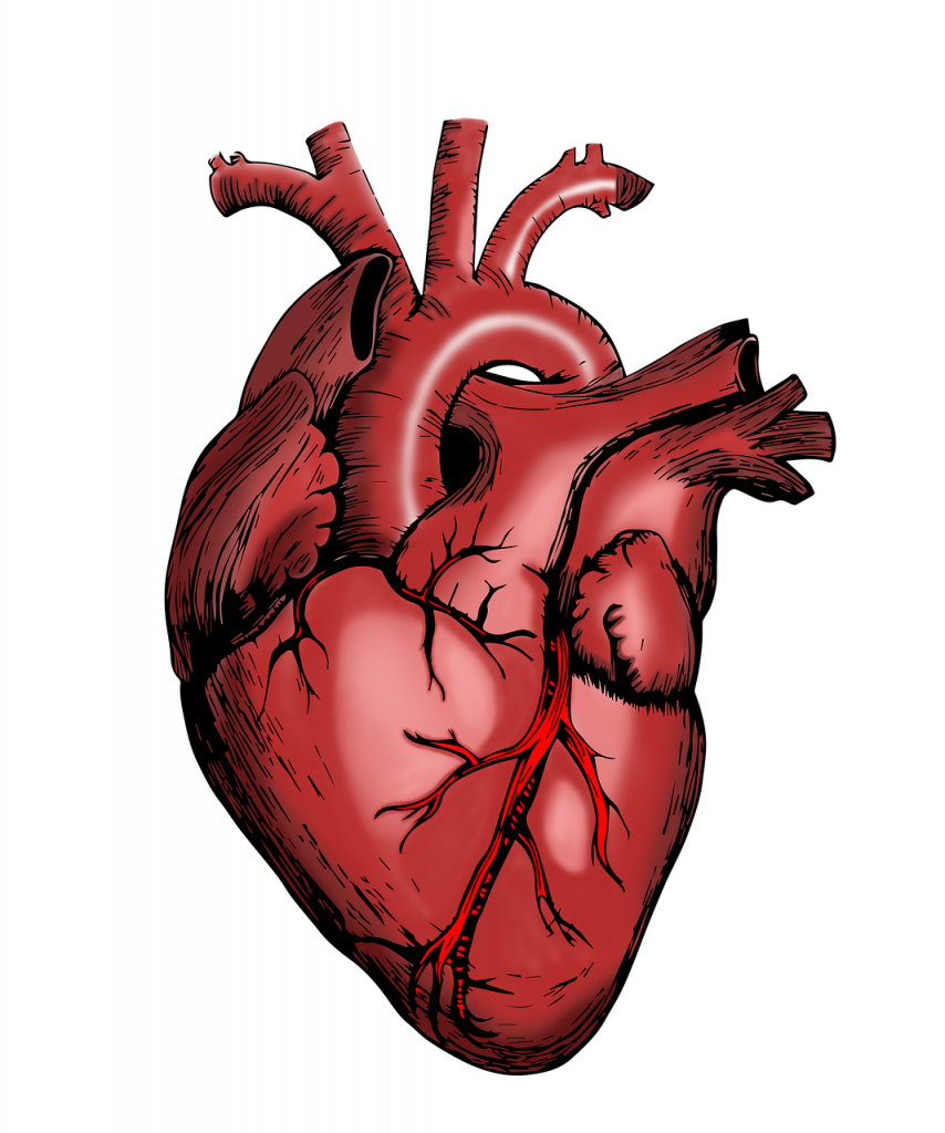 SGLT-2 Inhibitors & Cardiovascular Health